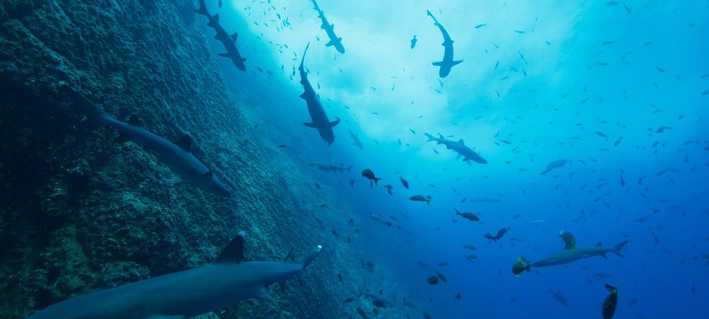 Backdrop of Our Oceans