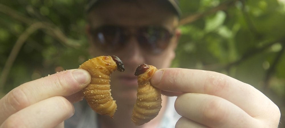 Backdrop of Bugs