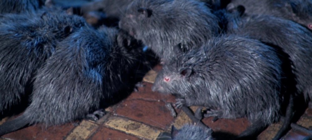 Backdrop of Rats: Night of Terror