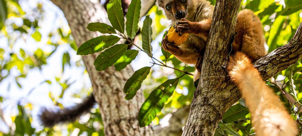 Backdrop of Primates