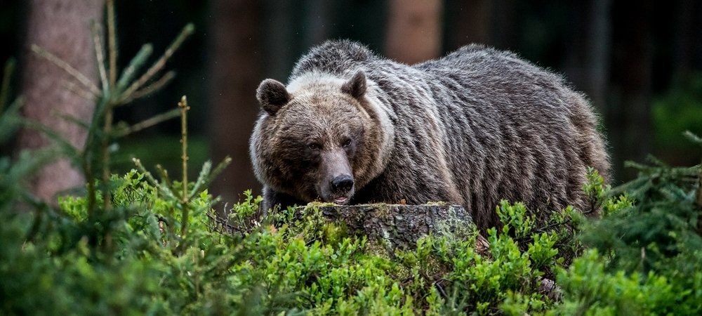 Backdrop of Wild Slovakia