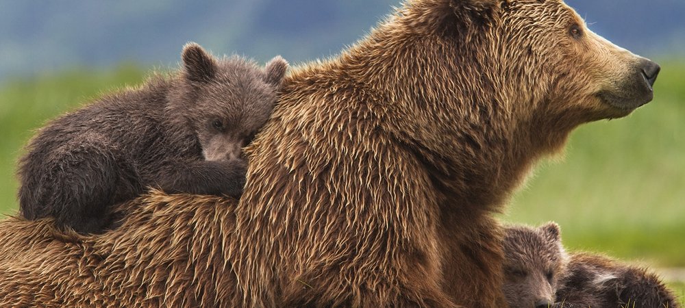 Backdrop of Bears