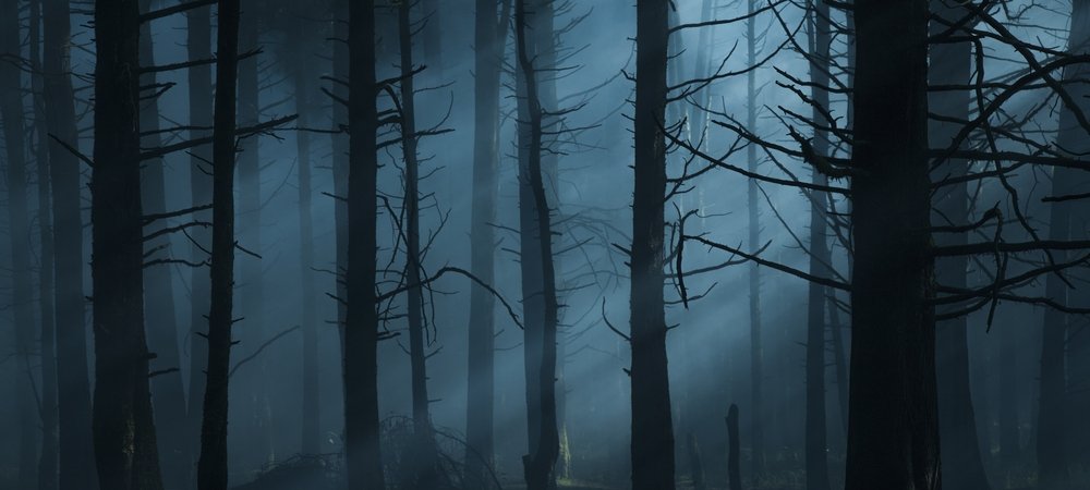 Backdrop of Feral
