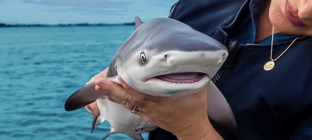 Backdrop of Baby Sharks