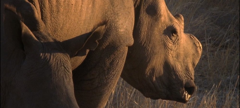 Backdrop of Rhino Rescue