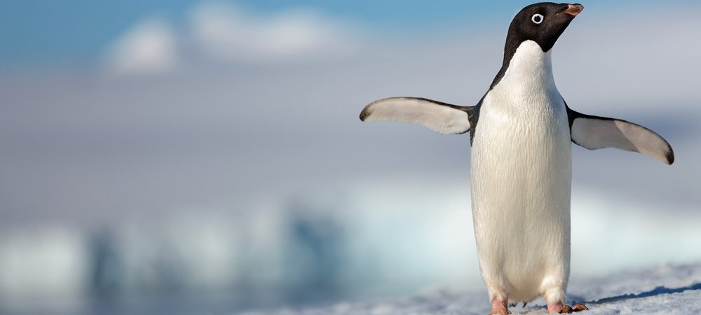 Backdrop of Penguins