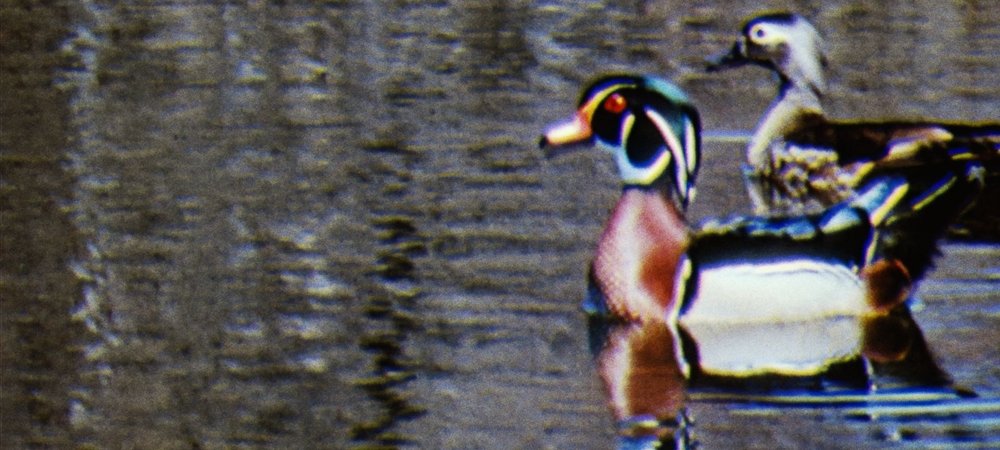 Backdrop of Water Birds