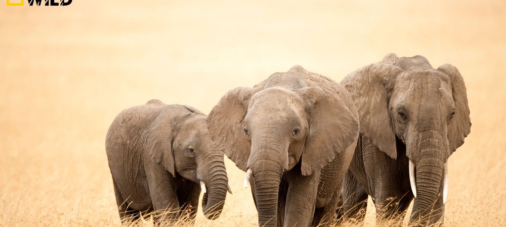 Backdrop of Africa