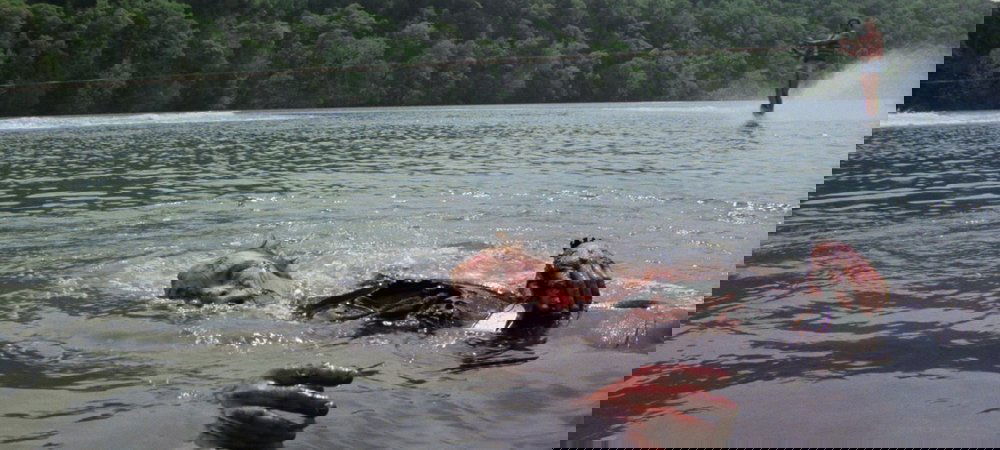 Backdrop of Piranha
