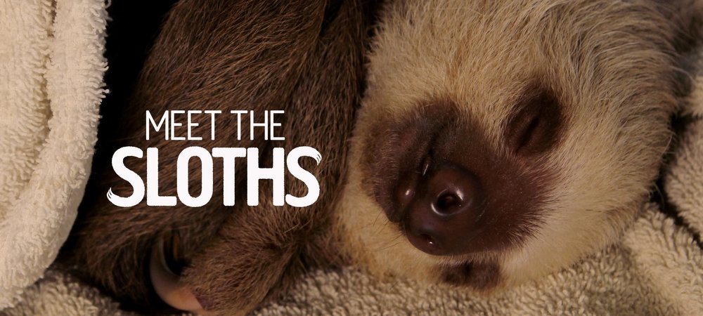 Backdrop of Meet the Sloths