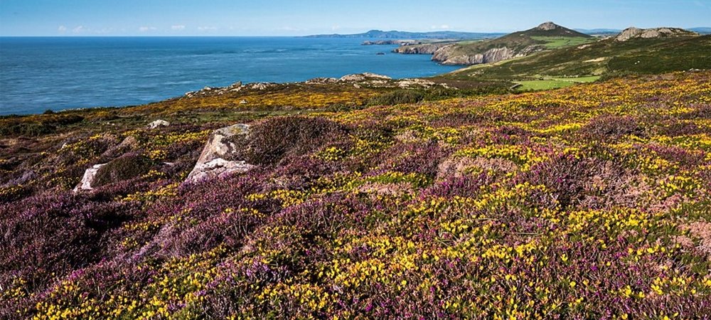 Backdrop of A Wild Year