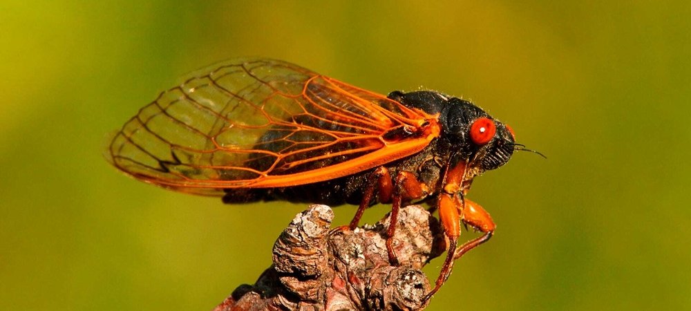 Backdrop of Big Bugs