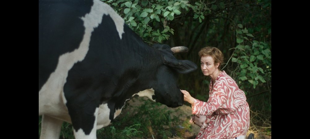 Backdrop of Free Cow