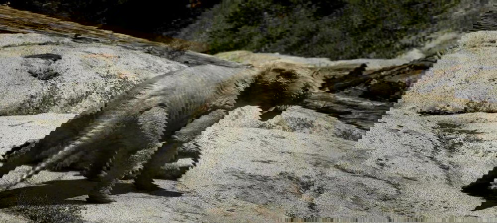 Backdrop of Leaps In Evolution