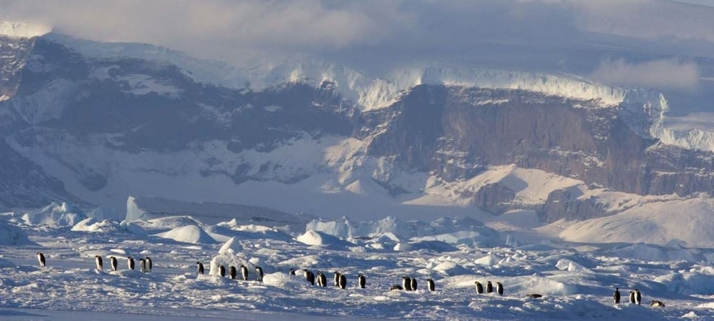 Backdrop of March of the Penguins 2: The Next Step