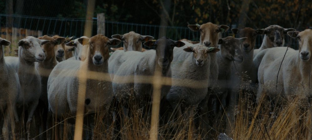Backdrop of Sheep