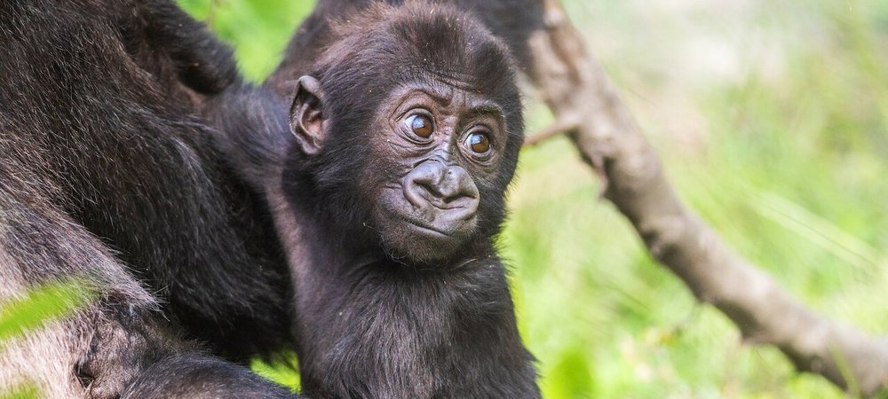Backdrop of Baby Gorilla Cam