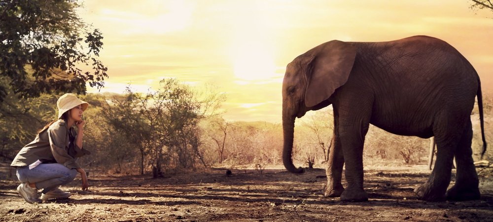 Backdrop of Humanimal
