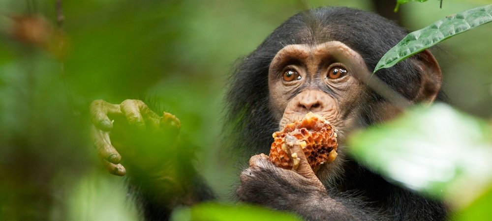 Backdrop of Chimpanzee