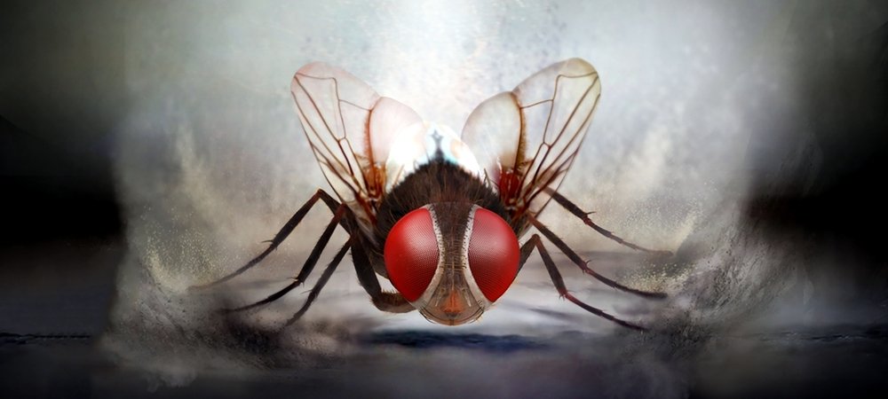 Backdrop of Eega