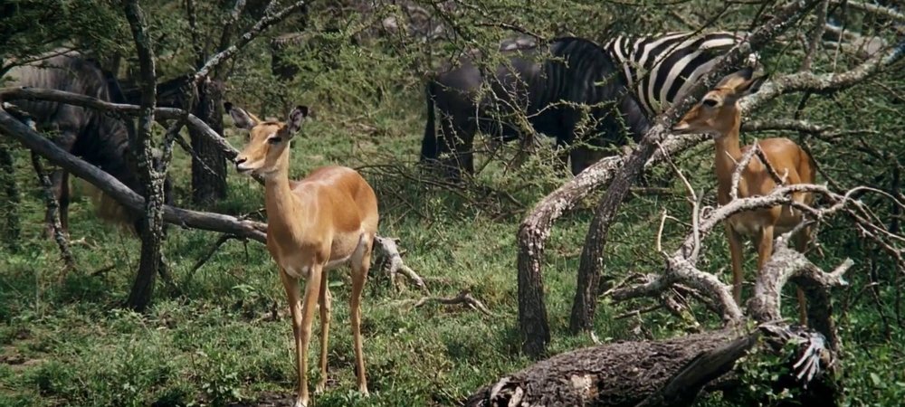 Backdrop of African Bambi