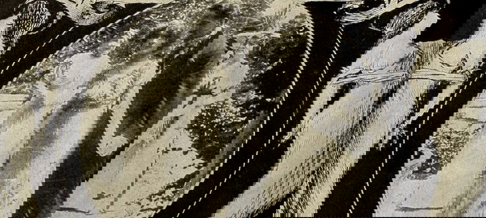 Backdrop of Moths