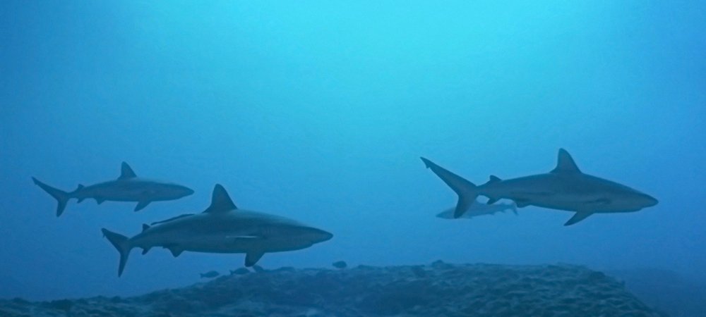Backdrop of Atlantis