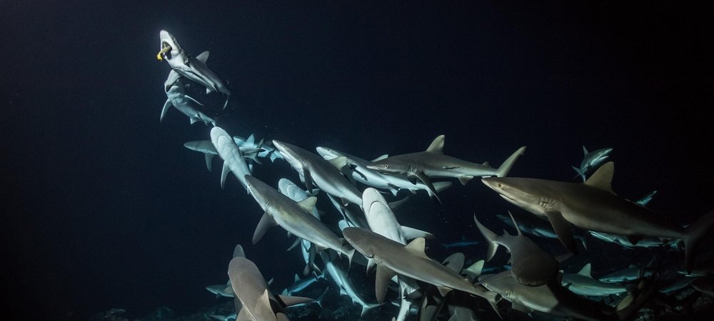 Backdrop of 700 Sharks