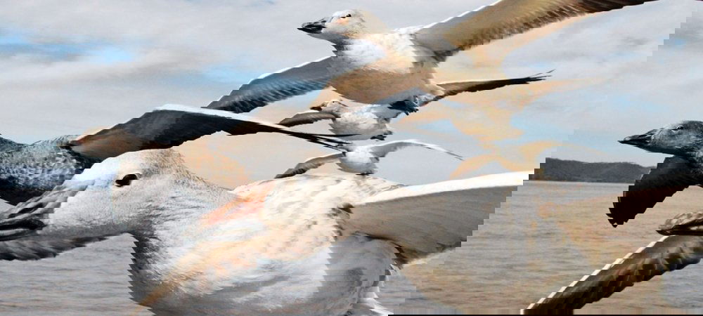 Backdrop of Earthflight