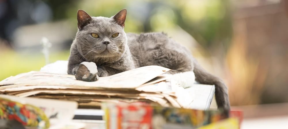 Backdrop of Murder of a Cat