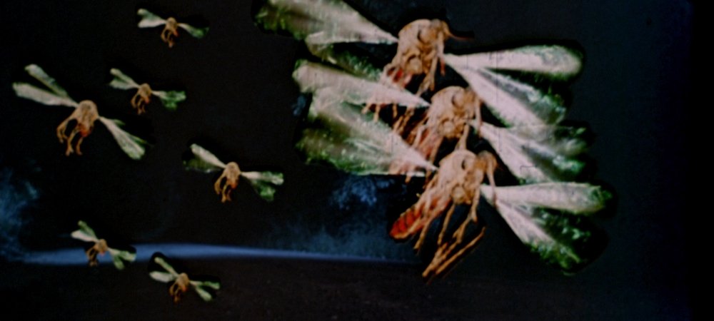 Backdrop of Mosquito