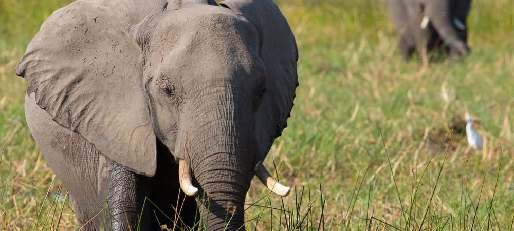Backdrop of Elephant