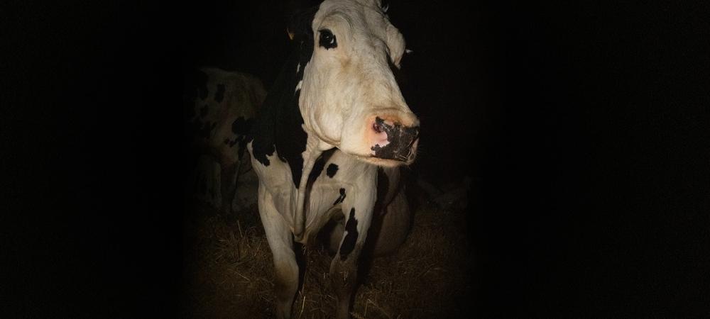 Backdrop of Cow