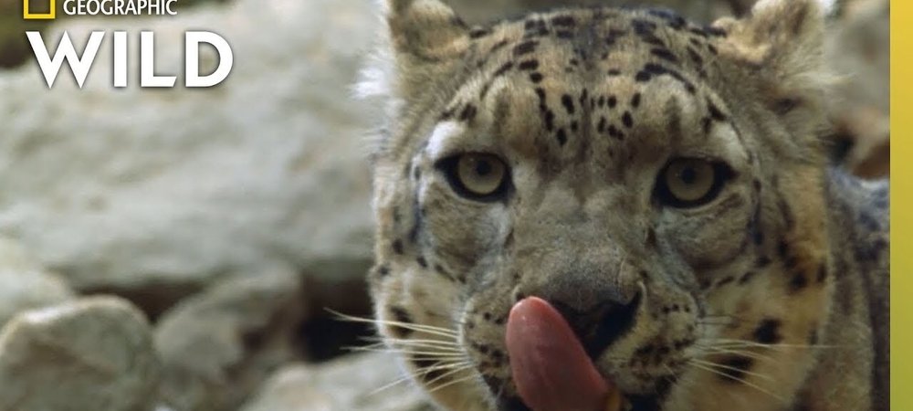 Backdrop of China's Wild Side