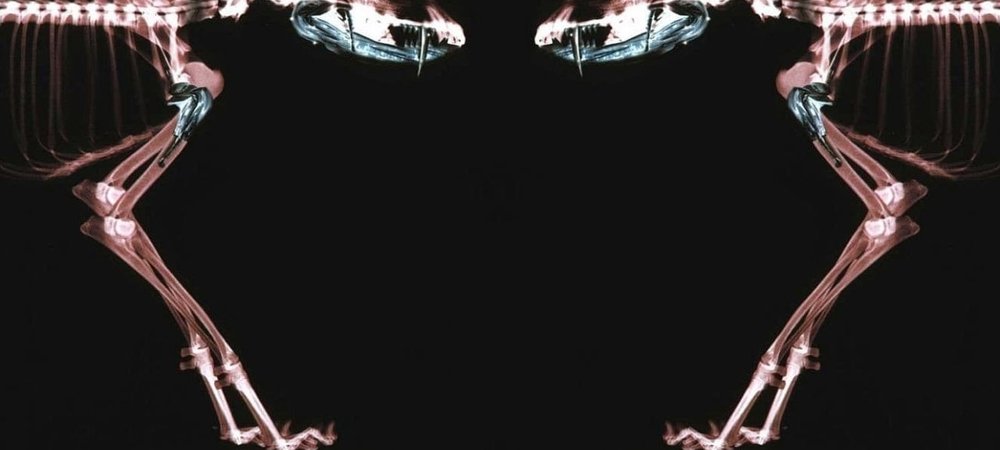 Backdrop of Rottweiler