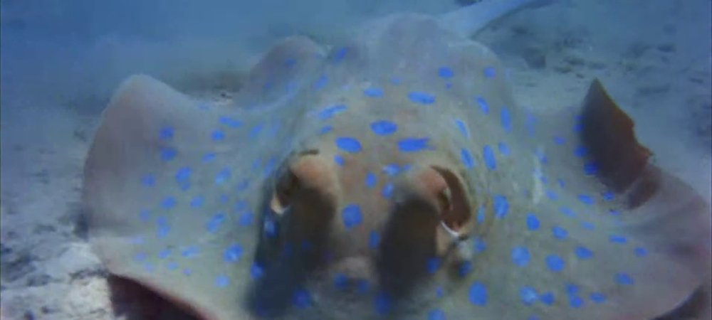 Backdrop of Sea Creatures