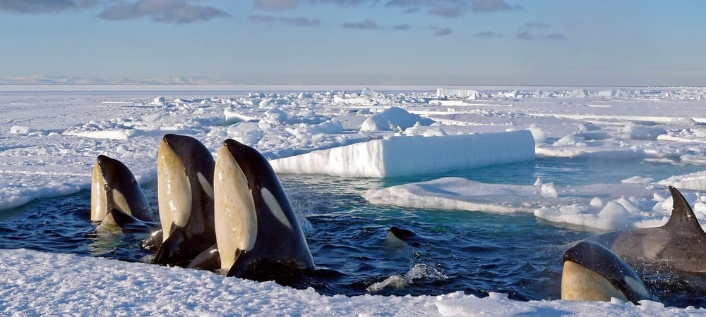 Backdrop of Frozen Planet