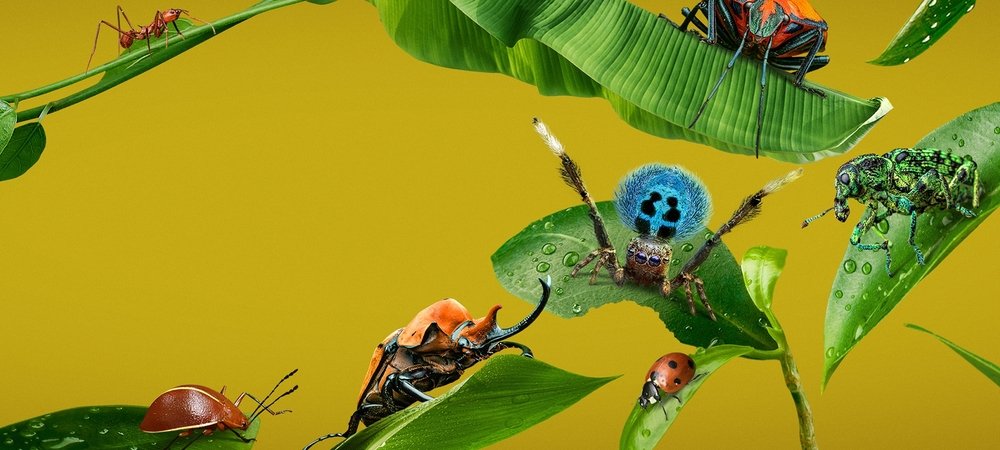 Backdrop of A Real Bug's Life