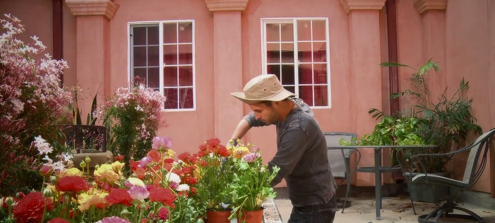 Backdrop of Love Blossoms