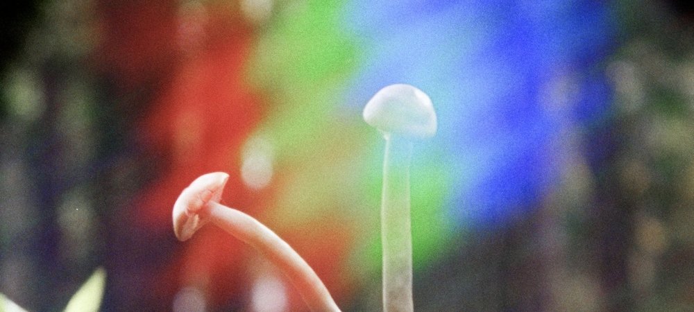 Backdrop of Shrooms
