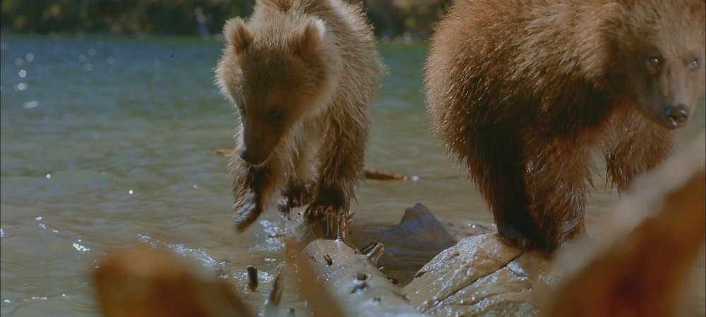 Backdrop of Bears