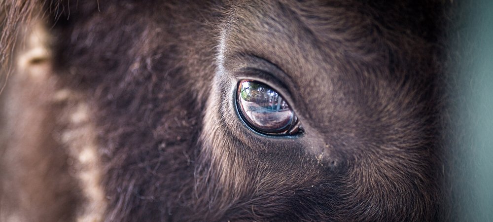Backdrop of Europe's New Wild