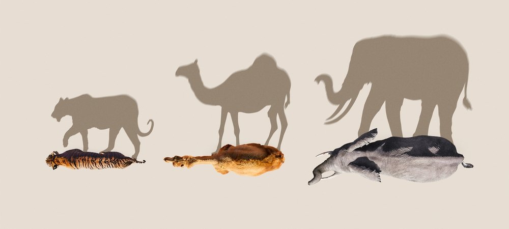 Backdrop of Mammals