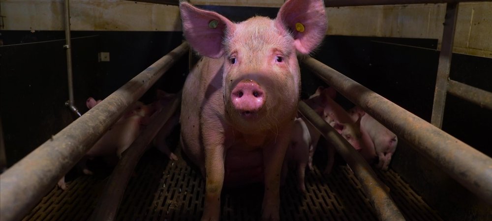 Backdrop of Pignorant