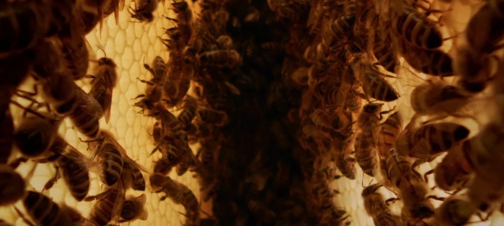 Backdrop of A Bee's Diary