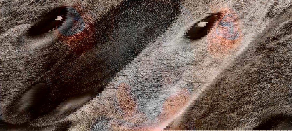 Backdrop of The Koalas