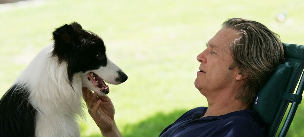 Backdrop of A Dog Year