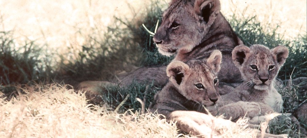 Backdrop of The African Lion