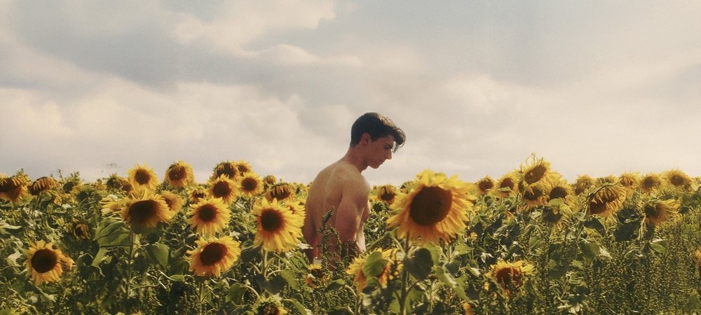 Backdrop of Sunflower