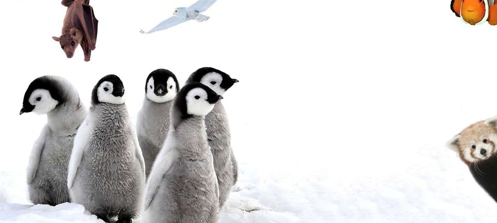 Backdrop of 72 Cutest Animals